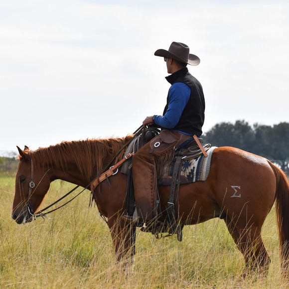 edwcattle